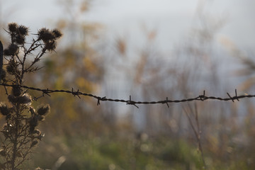 Barbed wire fence