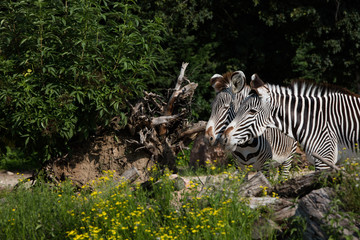 Fototapeta na wymiar Shy zebras