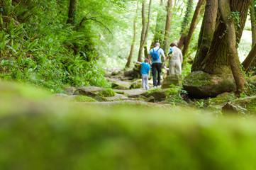 Forest background with people Walking through the forest, with a selective focus.  Stones covered with moss. Life style.