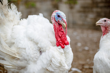 Turkey on a farm , breeding turkeys. White turkey portrait. Flock of Turkeys at the farm. Pasture...