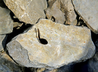 Black swirl that it will become a frog swims  in the clear water