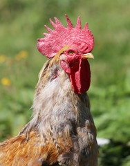 close portrait of a big rooster with the red Comb