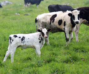 white black veal grazing with cow mom