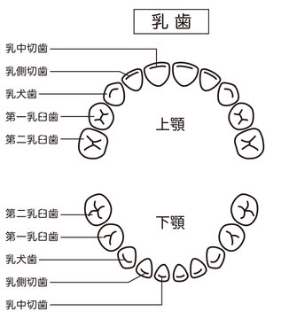 第二乳臼歯 の画像 25 件の Stock 写真 ベクターおよびビデオ Adobe Stock