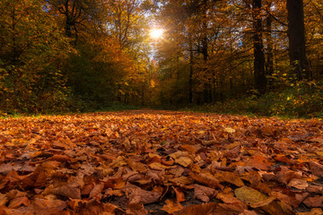 Autumn leaves on a path in the forest