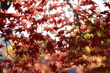 紅葉の楓