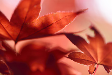 紅葉の楓