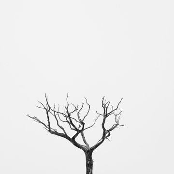 Desert Tree