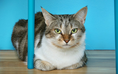 Annoyed Cat Looking at Camera