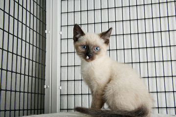 Kitten in Cage