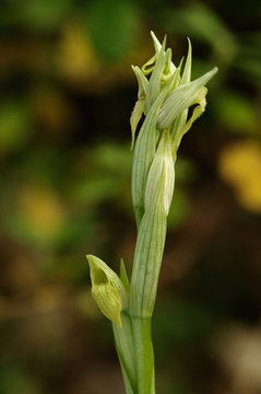 Hypochromic Small-flowered Tongue Orchid - Serapias parviflora