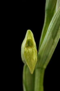 Hypochromic Tongue Orchid isolated - Serapias parviflora
