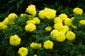 黄色の美しいマリーゴールド　