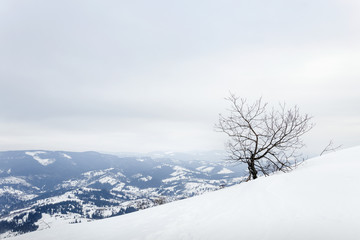 Lonely tree on the peak