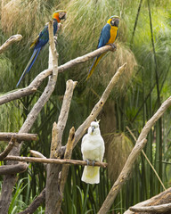 birds