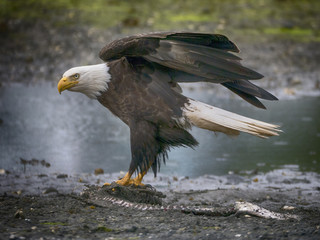 Bald eagle eating prey