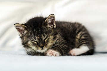 A cute little kitten lying and sleeping on a couch at home.