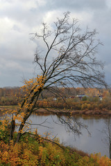 Lonely tree with yellow leaves, river and gray sky with clouds.