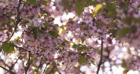 beautiful sakura cherry tree blossom