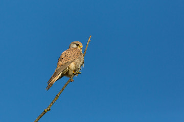 kestrel (falco tinnunculus) sitting on top of branch in blue sky