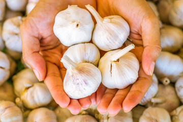 Garlic.Woman hands peeling garlic preparation for cooking in the kitchen on fresh garlic Background