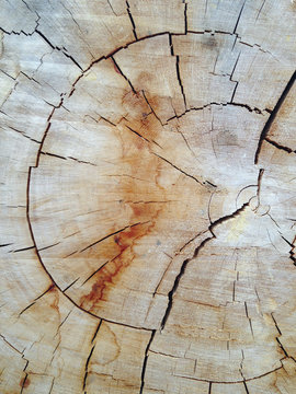 Cross section of old growth Ponderosa pine tree