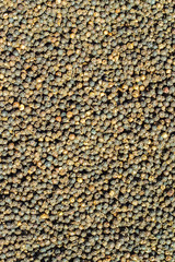 Black Peppercorns,Peppercorn Varieties. Milled black pepper.and Black pepper grains as background close up,texture,spice medicinal properties.