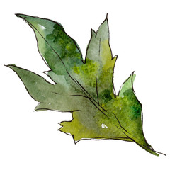 Naklejka premium Wildflower leaf flower in a watercolor style isolated. Full name of the plant: golden-daisy,leaf chrysanthemum. Aquarelle wild flower for background, texture, wrapper pattern, frame or border.