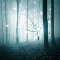 Beautiful abstract firefly bokeh lights in the misty fairy tale foggy forest.