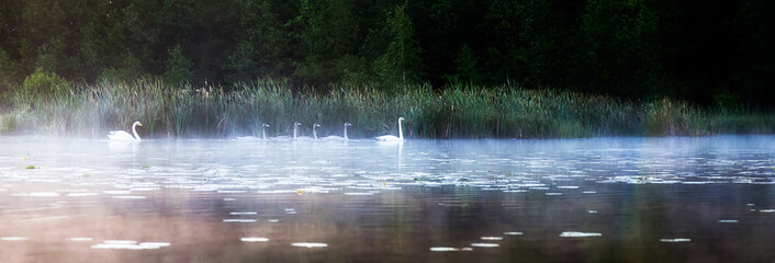 Fototapeta premium Łabędzie pływają po jeziorze rano we mgle