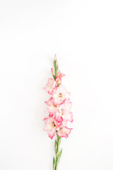 Beautiful pink gladiolus flower on white background. Flat lay, top view.