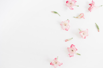 Naklejka na ściany i meble Beautiful pink gladiolus flower buds on white background. Flat lay, top view.