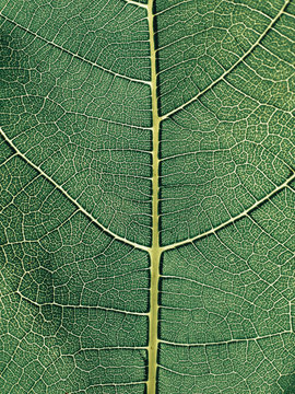 Close up of fig leaf