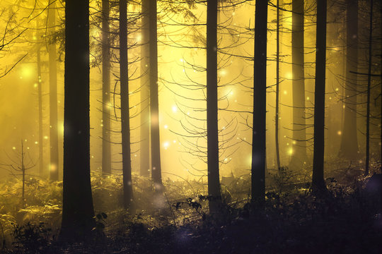 Fantasy Firefly Lights In The Magic Fairy Tale Foggy Forest.