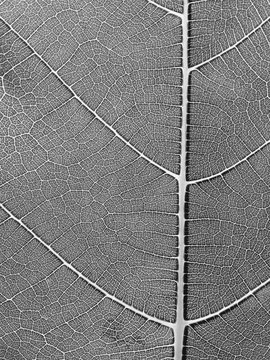 Close up of fig leaf
