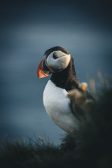 The Icelandic puffin