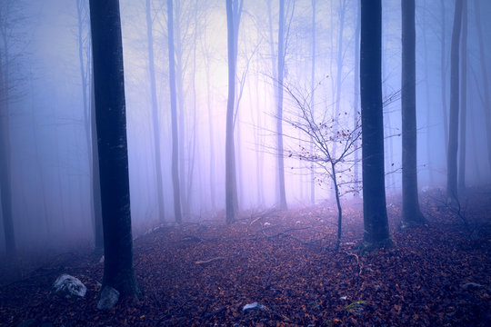 Fototapeta Fantasy purple blue colored foggy forest tree landscape. Color filter effect used.