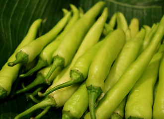 Closed up heap of bright green fresh capsicum on banana leaf , with selective focus, blurred background 