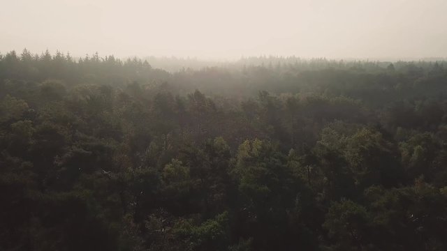 Aerial: flying over a foggy forest at the end of the summer