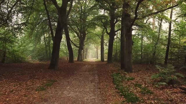 Aerial: flying through a beautiful lane of trees in autumn with foggy forest