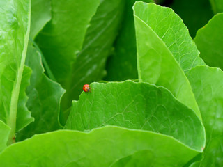 Red ladybug walking on the edge of vibrant green vegetable leaf in the organic farm  
