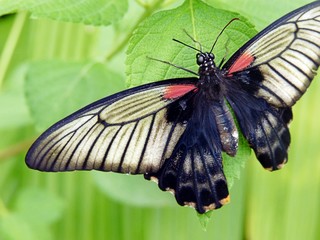 Tropique du Papillon