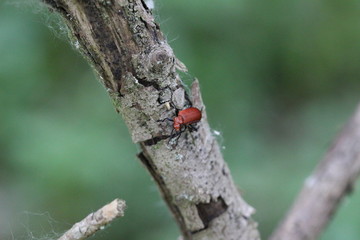 Käfer