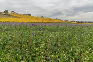 Fototapeta na wymiar Vineyard and violet meadow at autumn 2