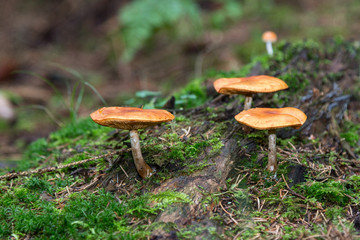 Svampar på stubbe i en granskog