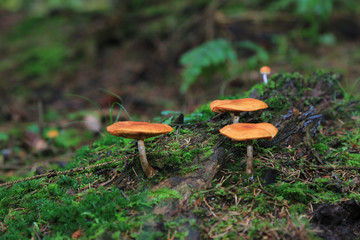 Svampar på stubbe i en granskog