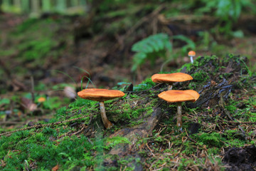 Svampar på stubbe i en granskog