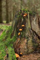 Svampar på stubbe i en granskog