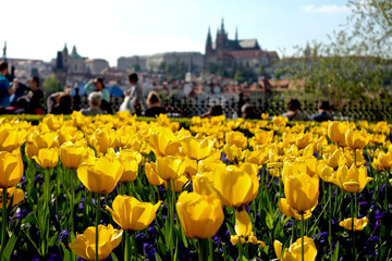 Blooming tulips of Prague / Springtime flowers on Prague castle background