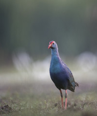 Western swamphen